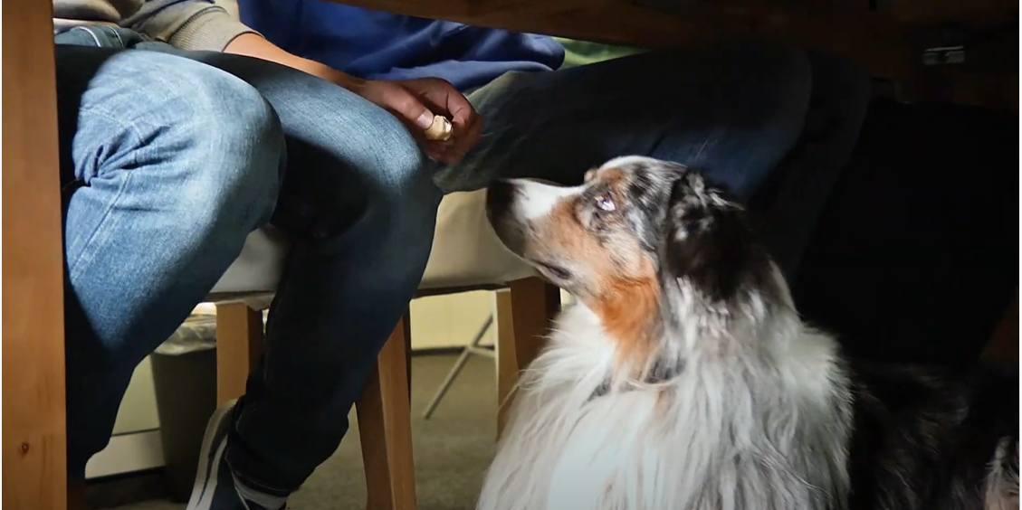 ip.labs dogs are welcome - office Bonn, Germany